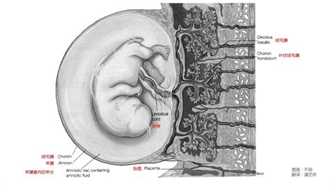 胎盘是怎么形成的